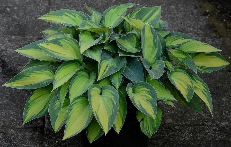 Что посадить за домом: неприхотливые растения, которые вырастут в тени