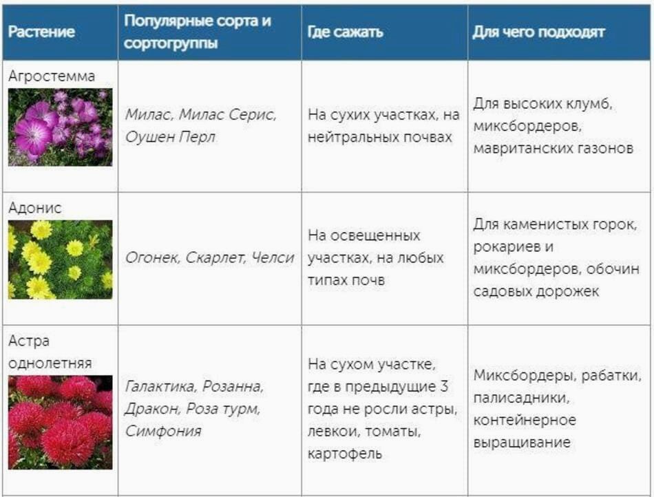 Какие цветы посадить осенью: лучшие растения