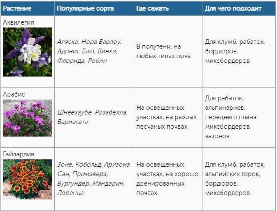 Какие цветы посадить осенью: лучшие растения