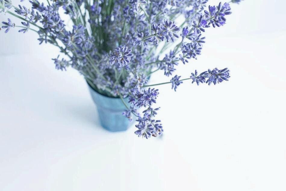 Комнатные растения, которые улучшают сон