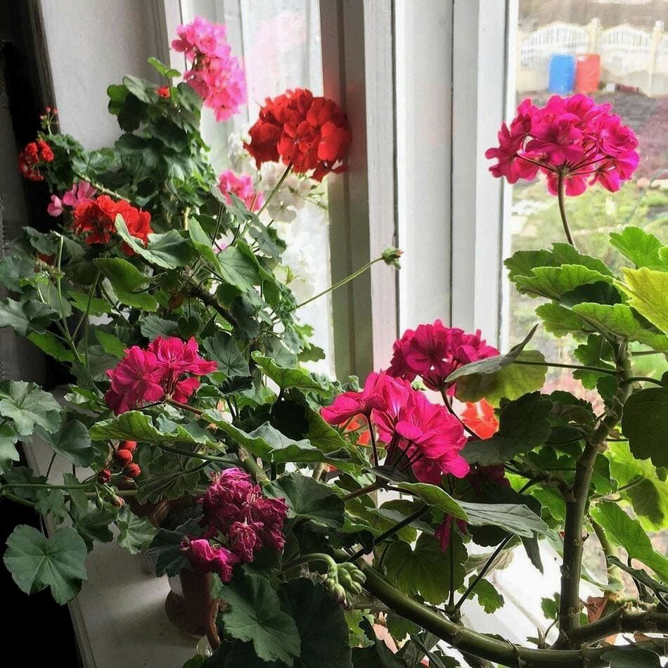 Комнатные растения, которые улучшают сон