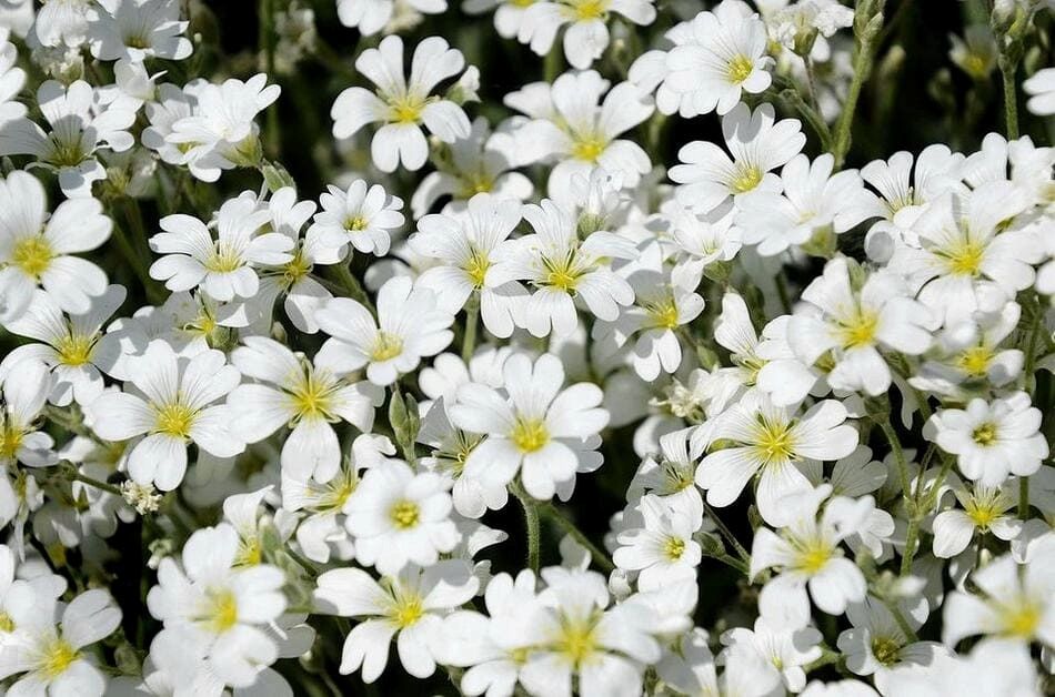 (лучшие, почвопокровные, растения, вашего, сада) Лучшие почвопокровные растения для вашего сада