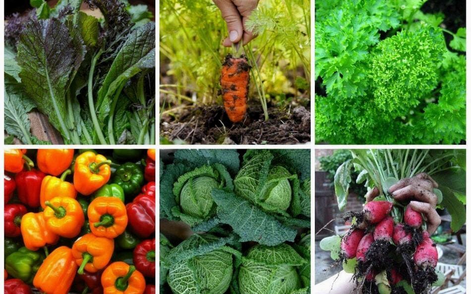 Неприхотливые растения, которые дадут вкусный урожай