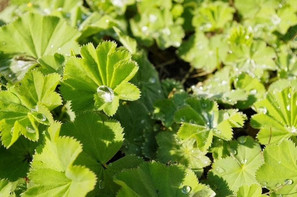 Растения, которые вытеснят сорняки (дачникам на заметку)