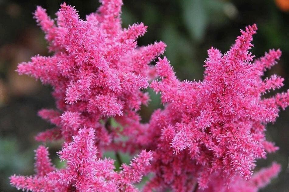 Растения, которые вытеснят сорняки (дачникам на заметку)