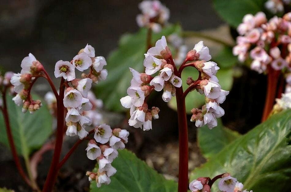Растения, которые вытеснят сорняки (дачникам на заметку)