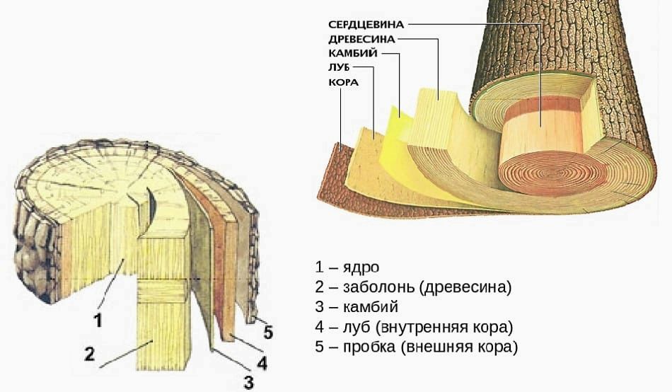 Структура, состав и свойства древесины